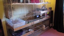 BudgetBunny: Rabbit Cage Tours September new