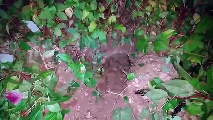 Kill groundhogs with a smoke bomb