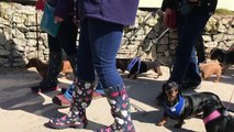 Sausage dog 'world record' for most dachshunds on a beach