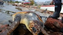 Bodrum'da Caretta caretta sahile vurdu