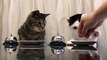 Des chats demandent des croquettes avec une sonnette