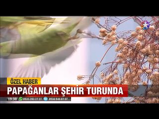 İstanbul'un Yeşil Papağanları şehir turunda