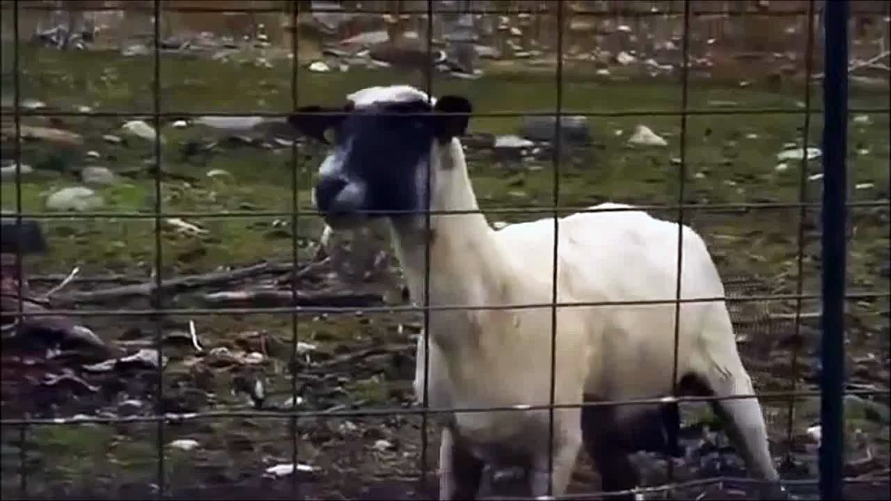 Cabra Gritando