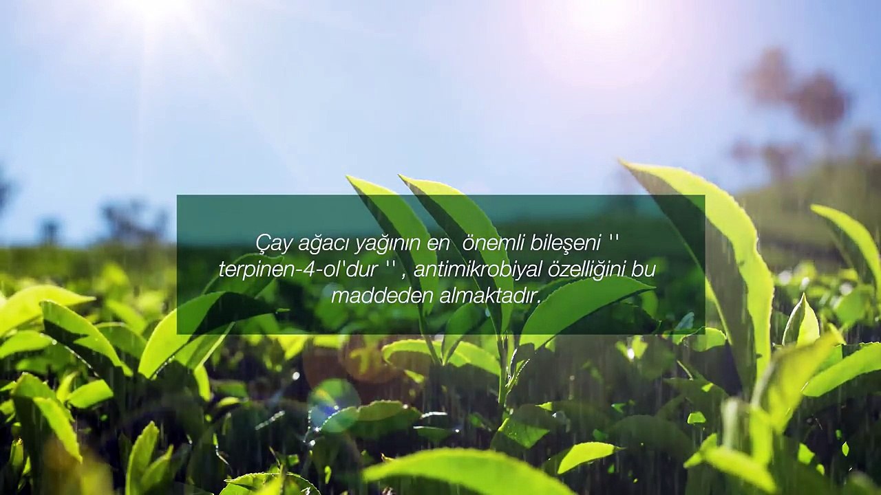 farmasi-dr.-cevdet-tuna-cay-agaci-serisi