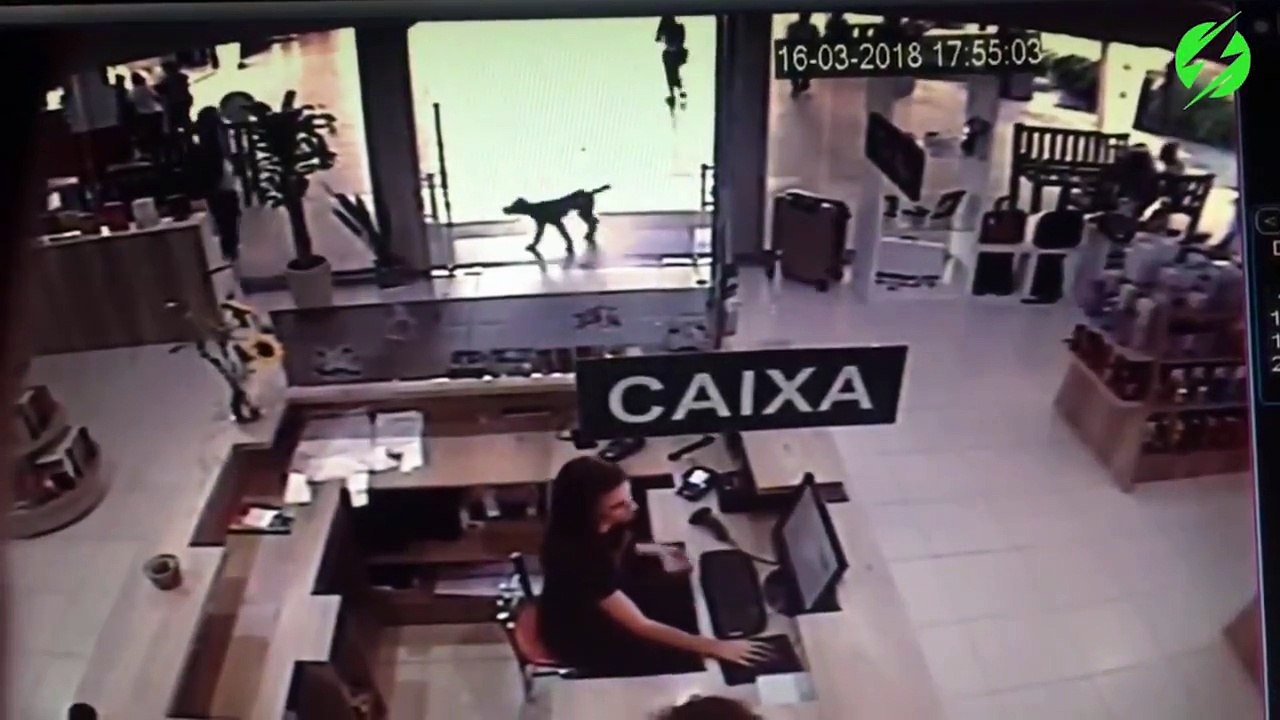 Ce chien fan de lecture entre dans un magasin et vole un livre