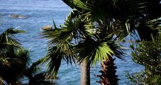 坂本まり　Panning Shot Of Palm Trees Moving Slowly With Blurred Sea Background In 4K