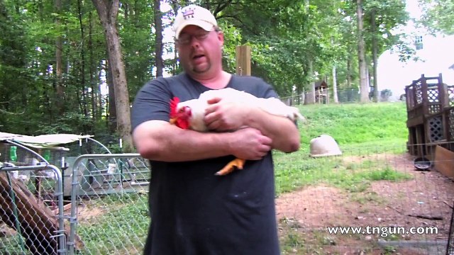 9 Step Guide to Butchering a Chicken