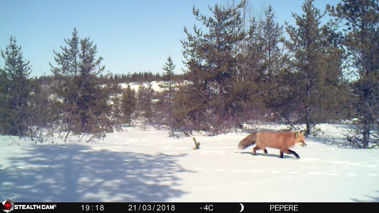 21-03-2018 - Renard