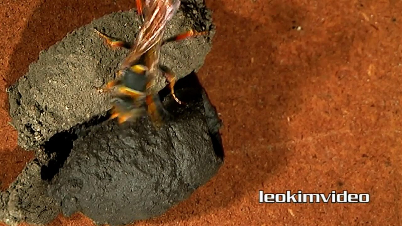 Big Spider Killer Count The Dead Spiders The Pe...