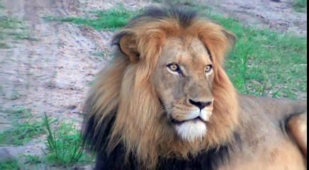 [MP4 480p] Rare African Lion Roar