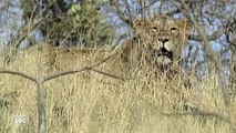 [MP4 720p] Asiatic Lion vs African Lion