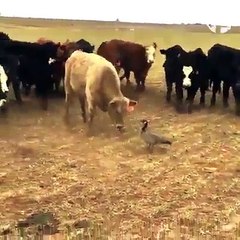 بلند حوصلہ بڑ ے بڑ ے خطرات سے ٹھکرانے کی طاقت دیتا ہیں