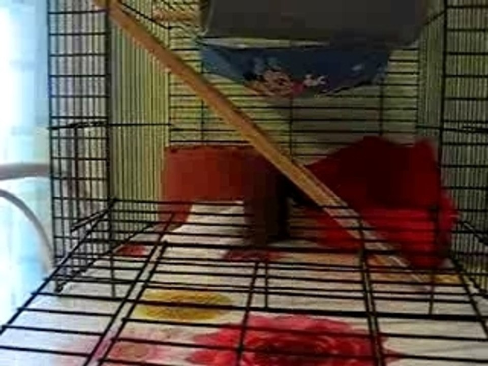 Chaussette et ses mouchoirs