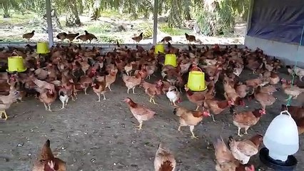 Ayam Kampung Mardi di Quala Farm (Pembaka Betina)