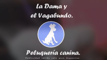 Peluquería canina La dama y el vagabundo. (Spot)
