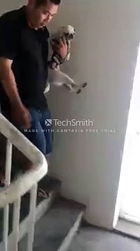 Nhóm bạn trẻ tìm kiếm, cứu sống được 4 chú cún mắc kẹt trong chung cư Carina sau vụ hoả hoạn 1