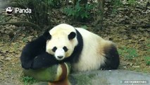 A panda a day, keeps the sorrow away.Peacock dancing by Lord Shen, only to get panda Po’s negligence~