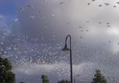 Thousands of Birds Flee Before Storms Hit South Australia