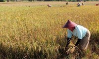 Panen Meningkat, Harga Gabah Turun