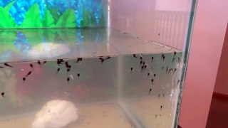 Taking Care of Tadpoles Y2 - E1 - The Story