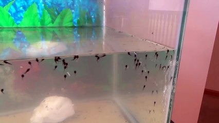 Taking Care of Tadpoles Y2 - E1 - The Story