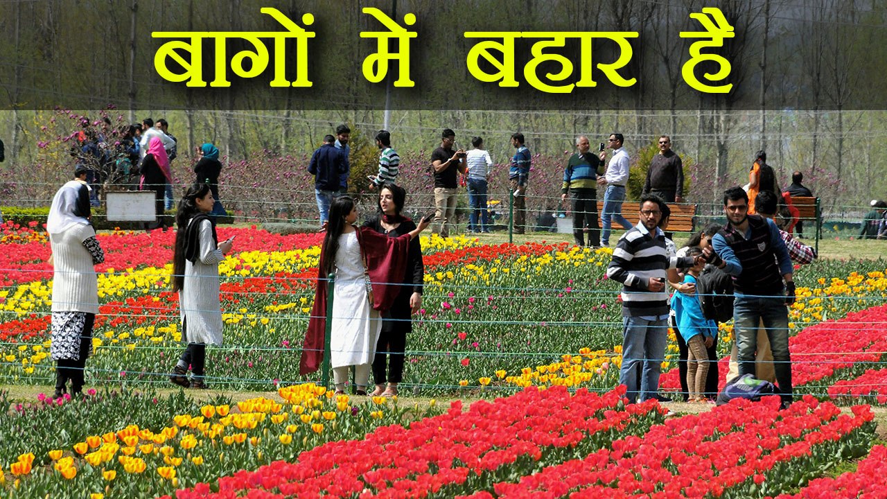 Tulip Garden को देखने Visitors की लगी भीड़, आप भी खूबसूरती देख रह जाएंगे भौंचक्के | वनइंडिया हिन्दी