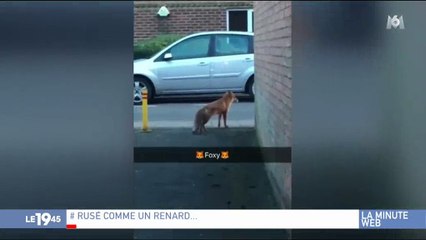 Buzz : Un renard vole le portefeuille d'un passant qui était en train de le filmer - Regardez