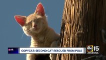 Top stories: Teacher rally in Phoenix, officer-involved shooting in Surprise, arson case in Phoenix leads to shooting, cat rescued off of pole in Phoenix