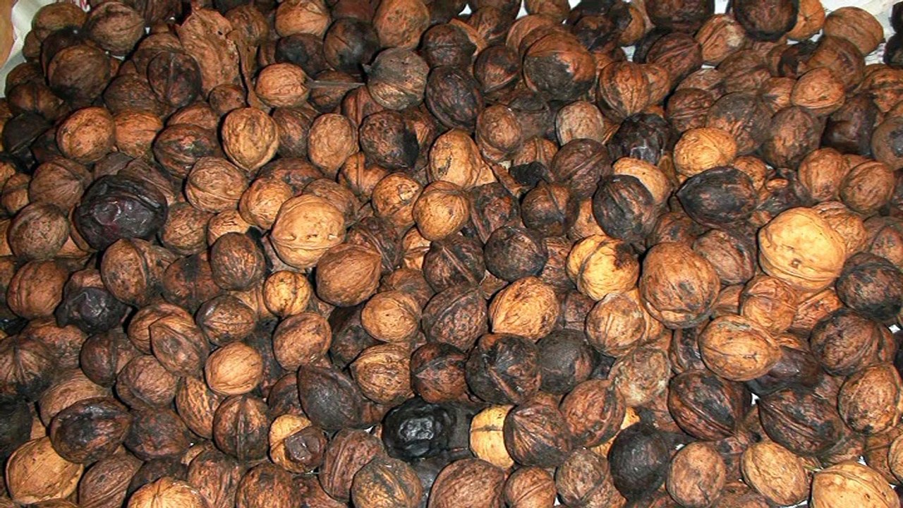 Mondailles 2015 chez Baroux, vidéo Maciek Koniekzny