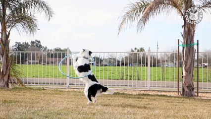 Super Pets - Funny Pet Video Compilation 2018