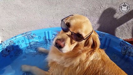 Fourth of July Pets - Funny Pet Video Compilation 2018