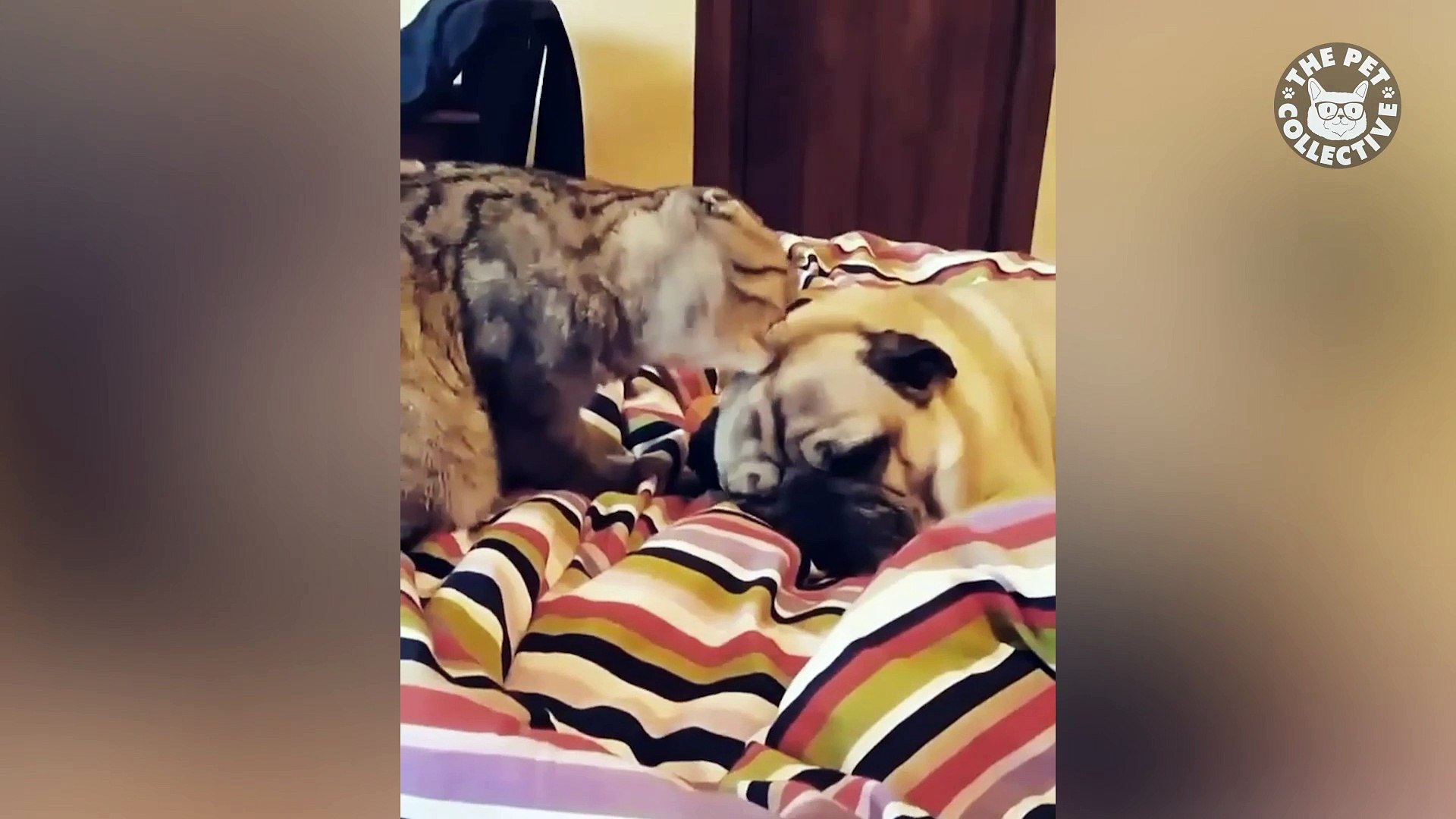 ⁣Nice Pets - Funny Pet Video Compilation 2018