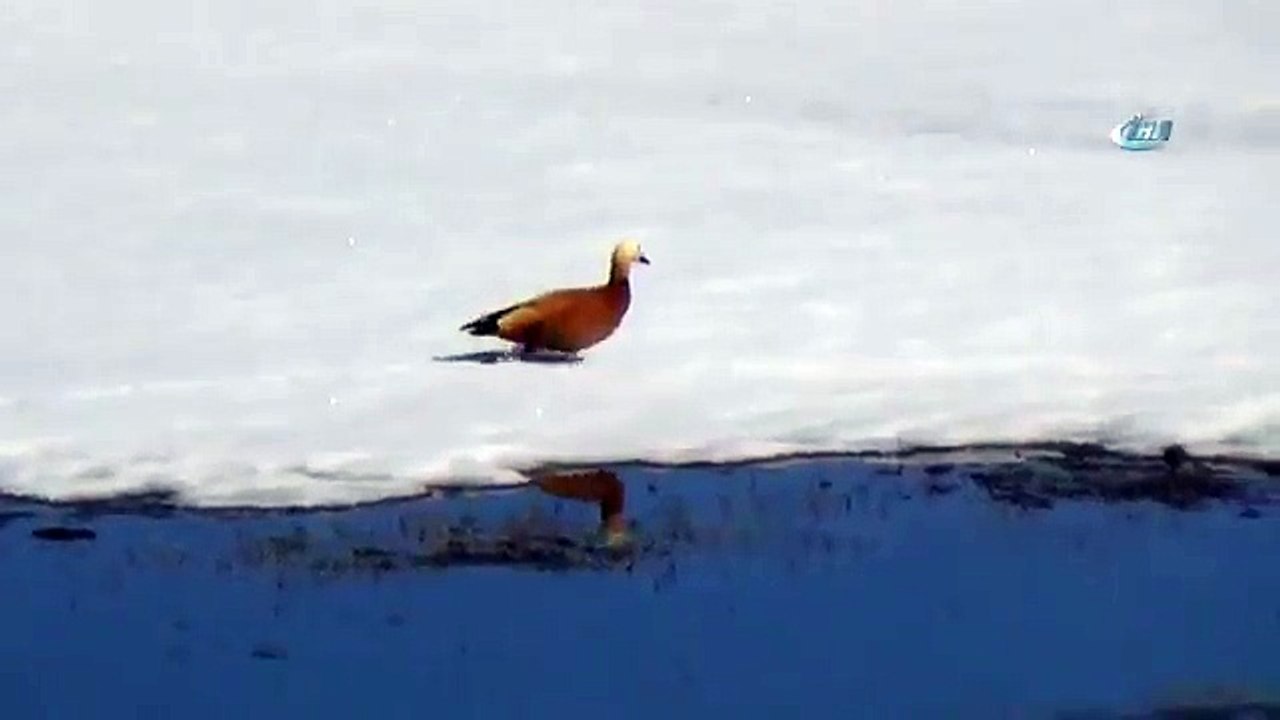 Kars’ın Sarıkamış İlçesinde, Baharın İlk Günler...