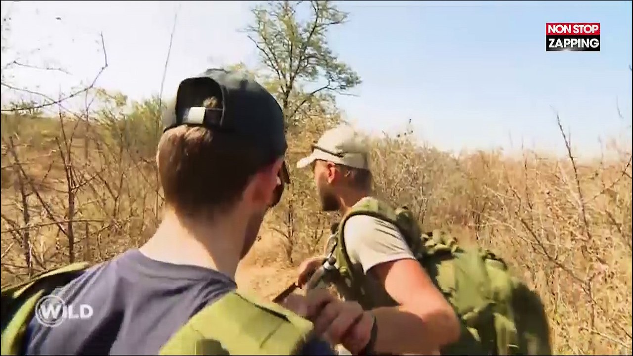 Wild : des candidats du jeu de M6 menacés par un éléphant, la vidéo choc