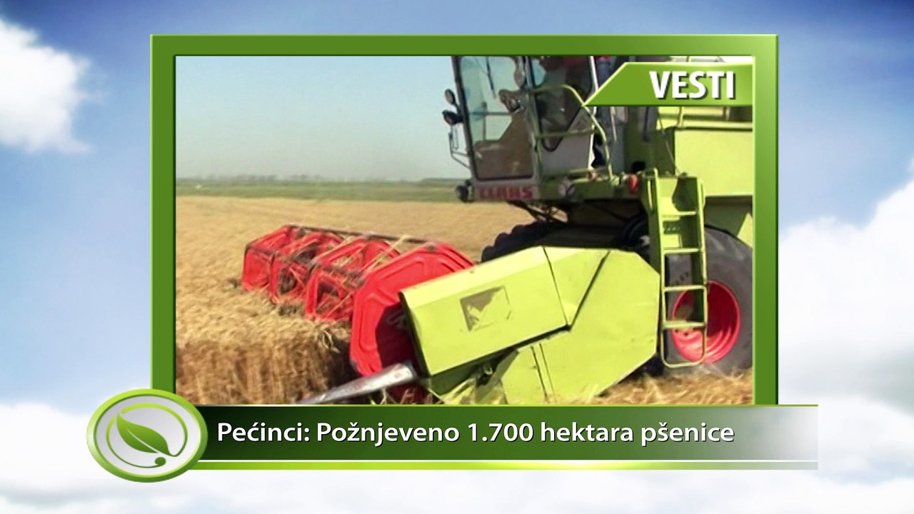 VESTI - Pećinci: Požnjeveno 1.700 hektara pšenice