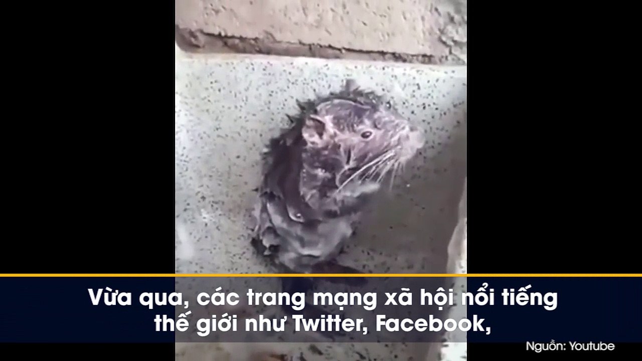 Video chú chuột đi tắm hot nhất mạng xã hội và sự thật đáng buồn đằng sau