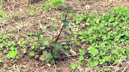 Isırgan otunun en iyisi belirlenecek - GİRESUN