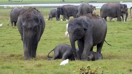 Tourist films young elephants playing in the mud