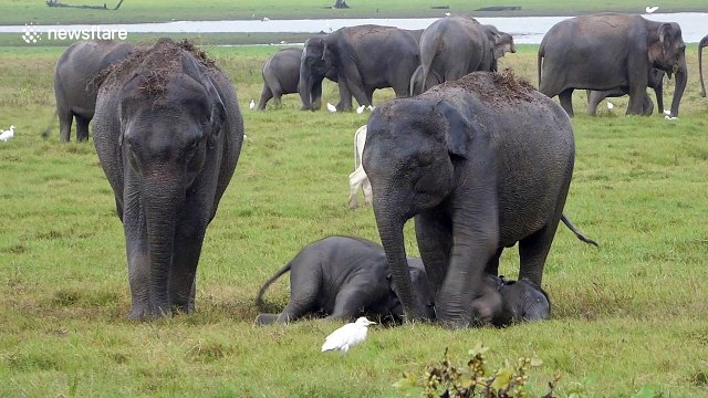 Tourist films young elephants playing in the mud
