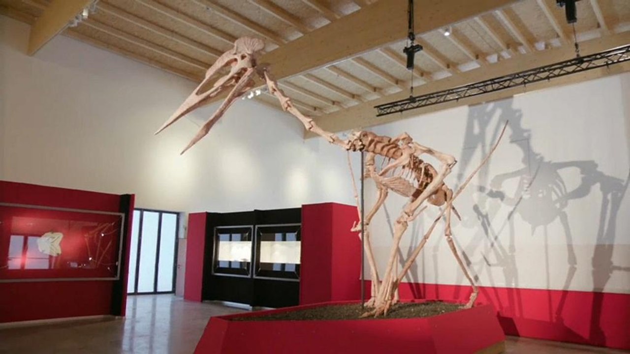 'Dracula' oder der 'T-Rex der Lüfte'