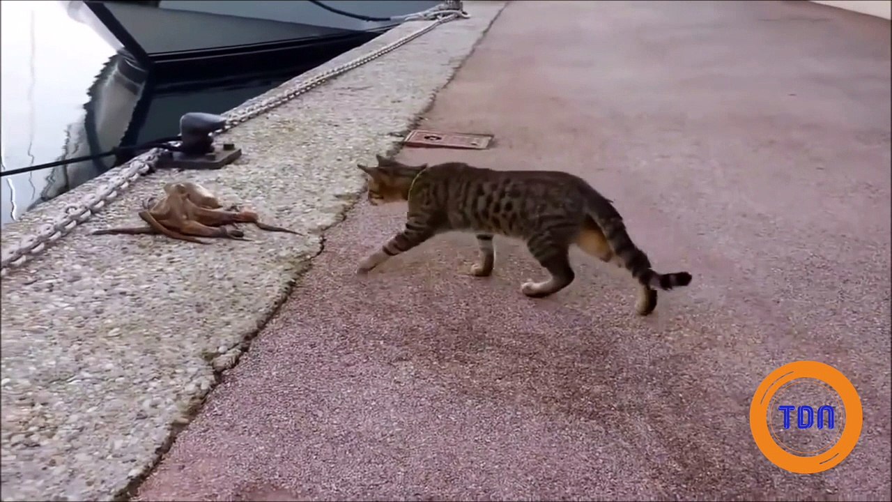 Rencontre improbable entre une pieuvre et un chat