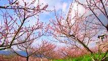 Peach blossoms attract tourists to eastern China