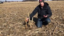 Residue Management Benefits of the Yetter Stalk Devastator