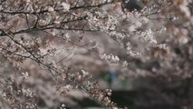 Las flores de cerezo tiñen de rosa a Tokio en su momento álgido de floración