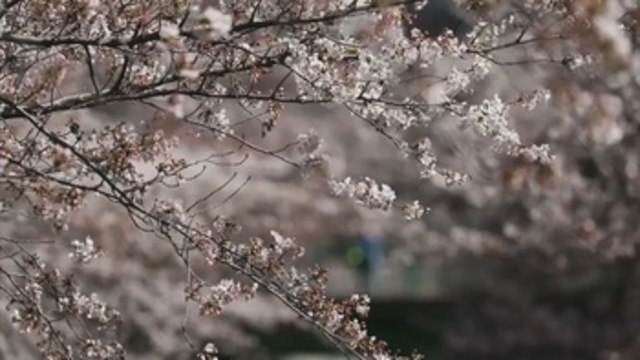 Las flores de cerezo tiñen de rosa a Tokio en su momento álgido de floración