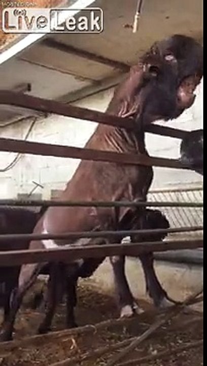 Mutant Arabic Goat