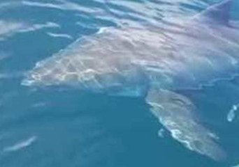 Great White Shark Spotted Off Daytona Beach