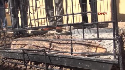 Şırnak Cizre'de Bulunan Çöl Varanı Koruma Altına Alındı