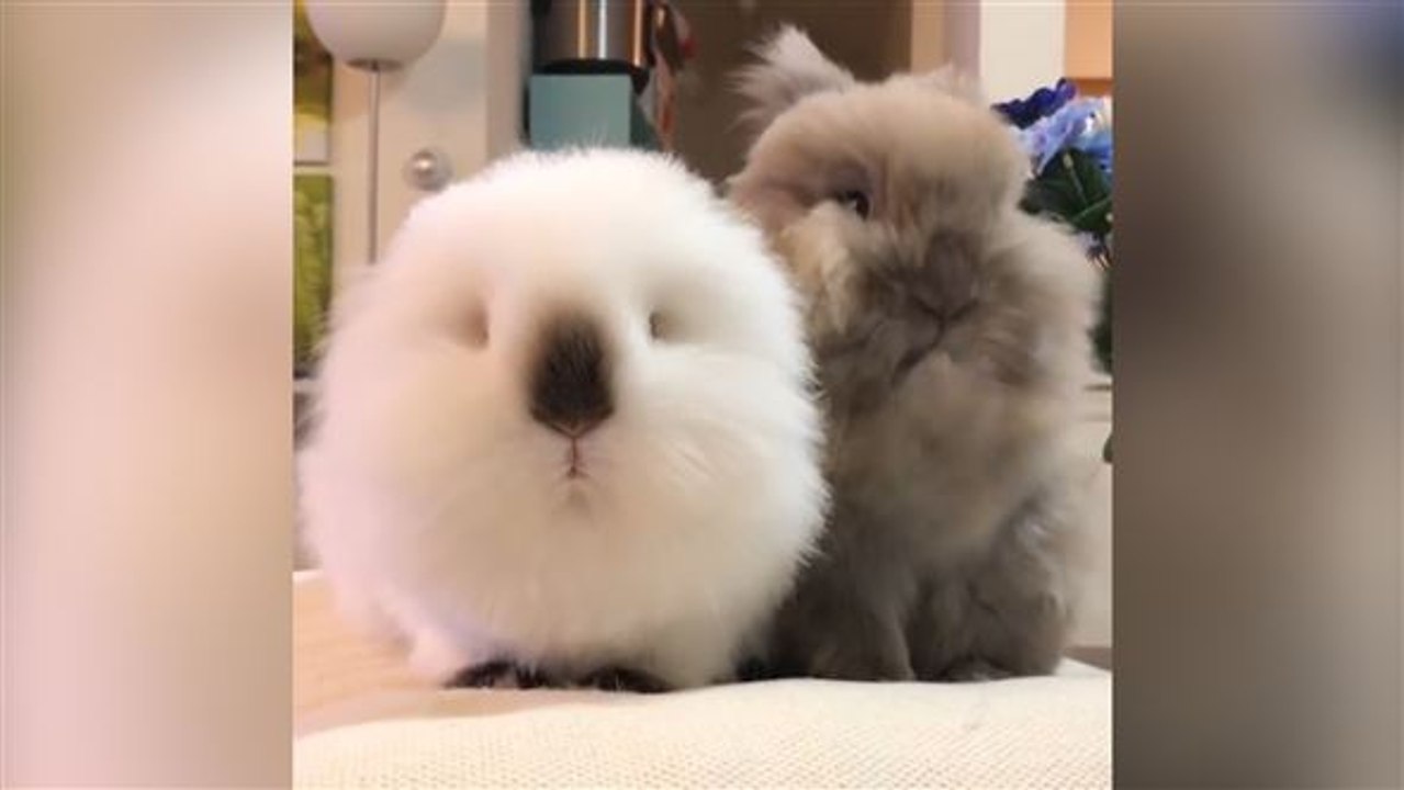 Fell-Explosion: Diesen Hasen stehen die Haare zu Berge