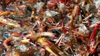 Asian Street Food - Roasted Insects On Monivong Blvd - Youtube new